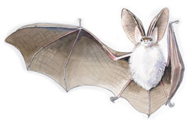Fladdermus_frilagd Illustration: Liselott Öhman